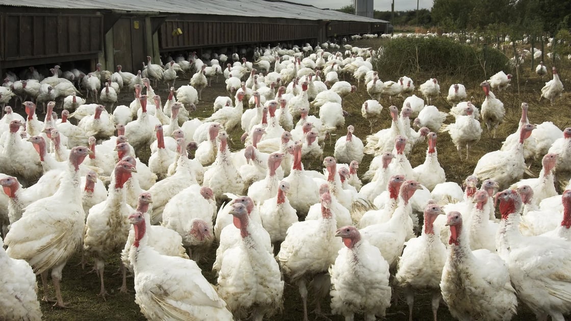 Turkeys