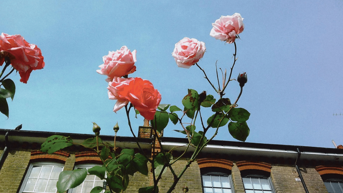 Disposable camera image 2